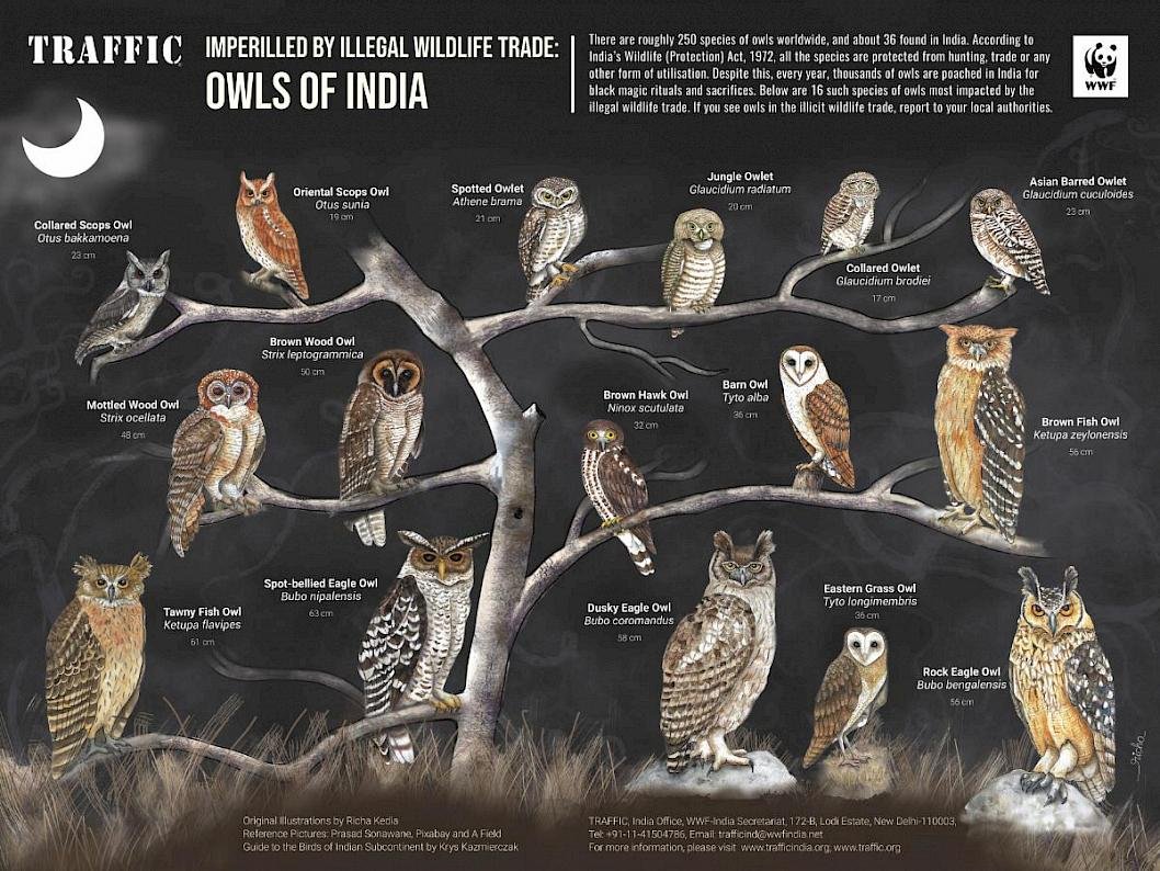 Traffic & WWF Launches New Identification Tools To Protect Owl